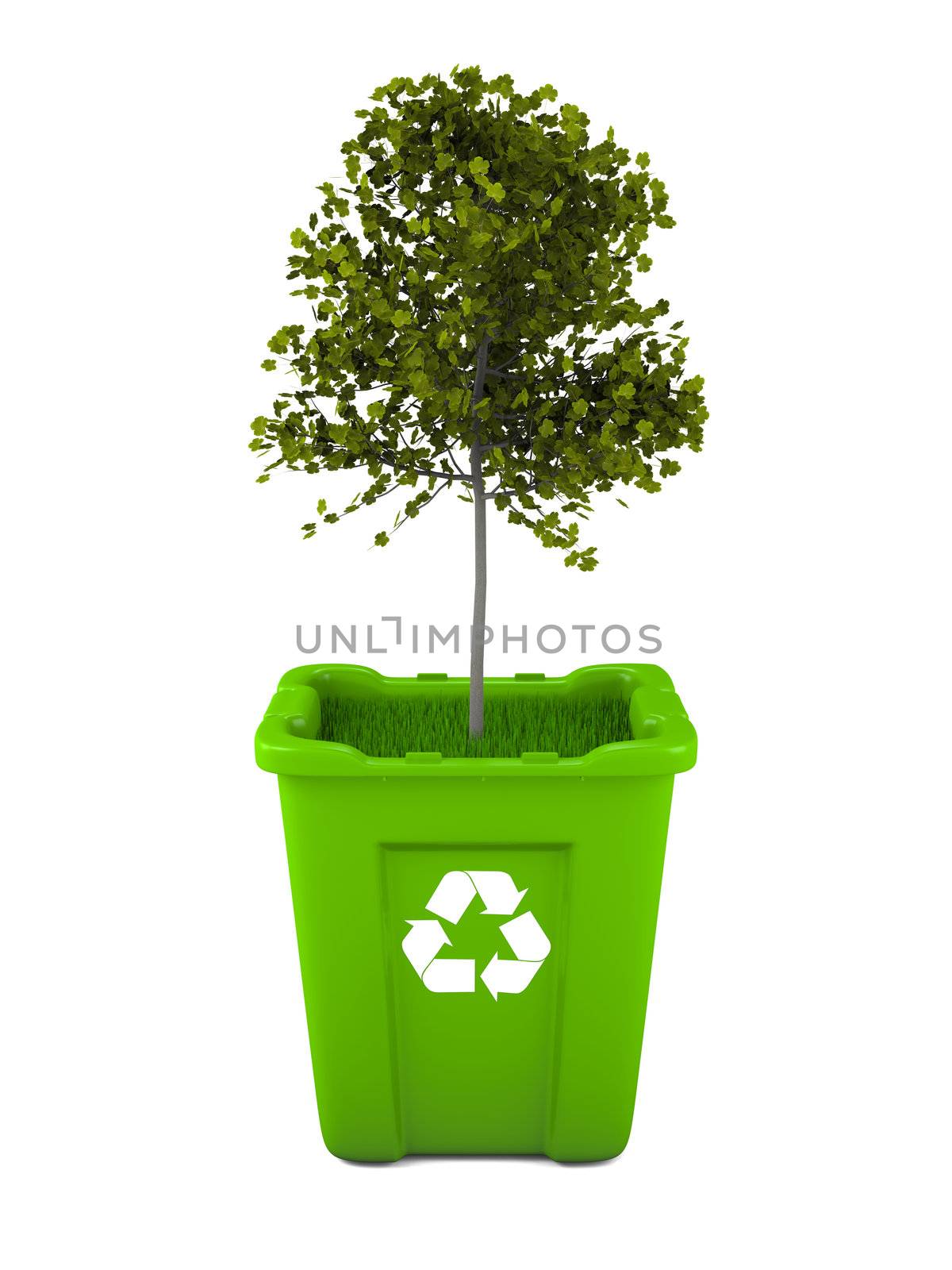 Paper recycling concept with Italian Maple tree growing from green recycle bin