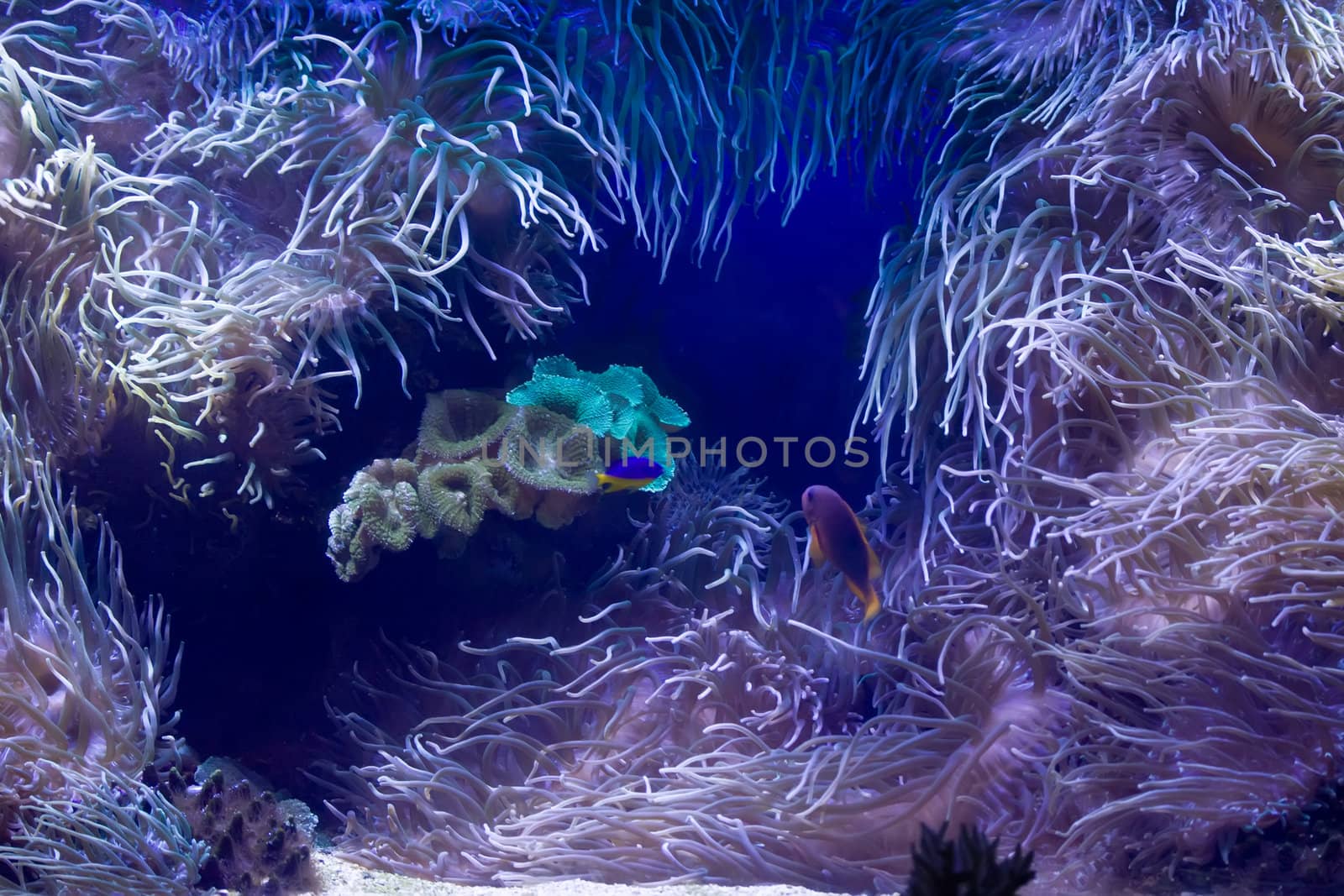 Beautiful underwater life background