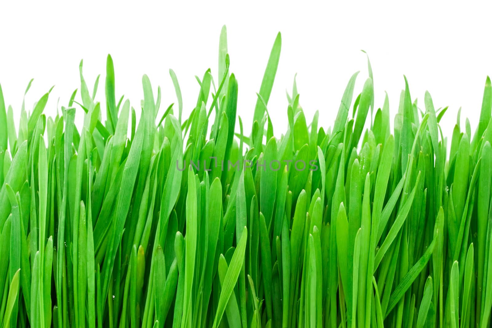 Green grass on white background