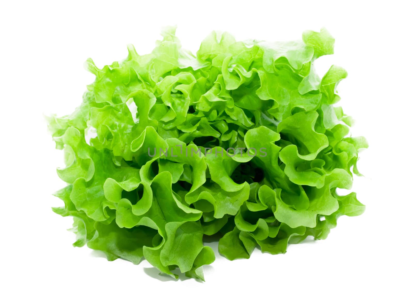 Fresh green Lettuce salad on white isolated background