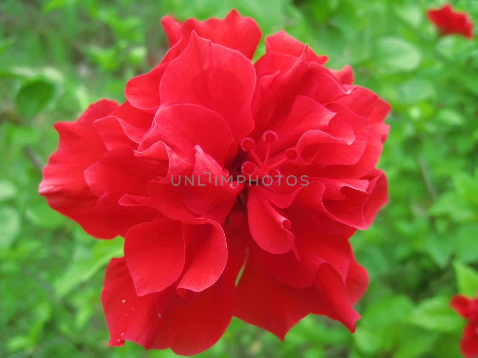 A red hibiscus hibiscus blooming in the garden