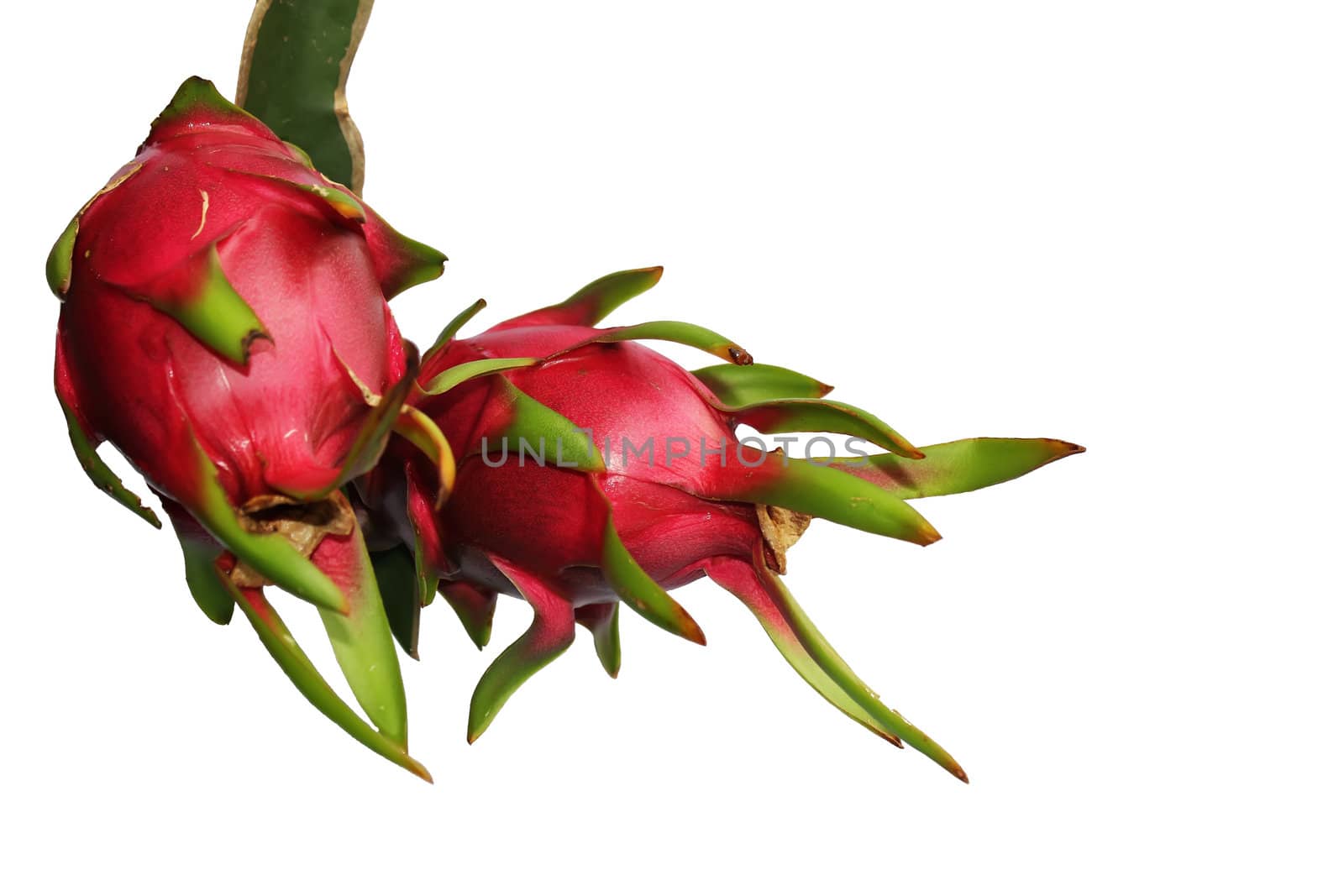 dragon fruit isolated on white background