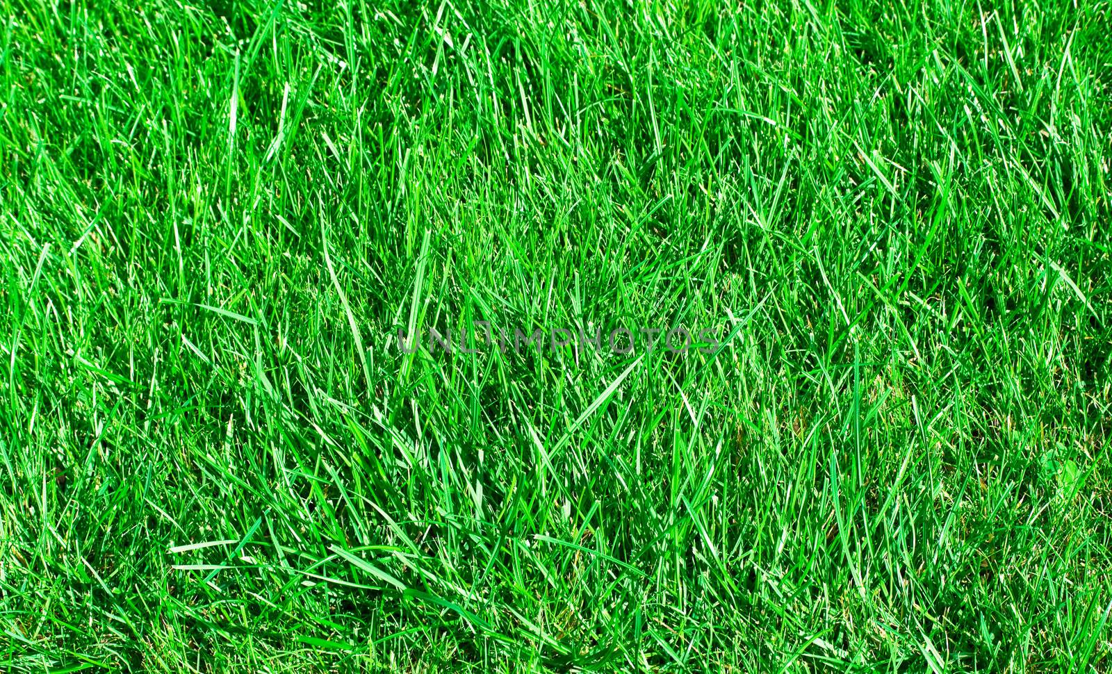 Ideal green grass, can be used as background