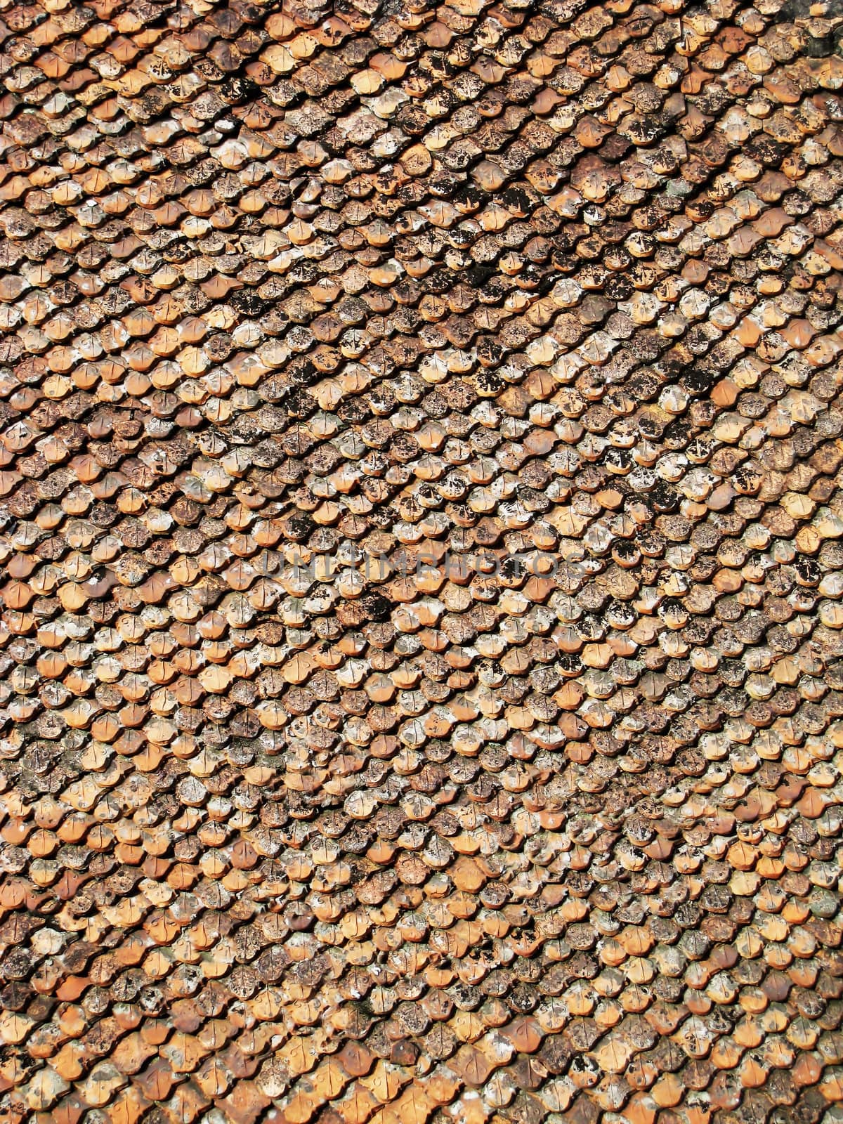 Old red roof  by dinhngochung