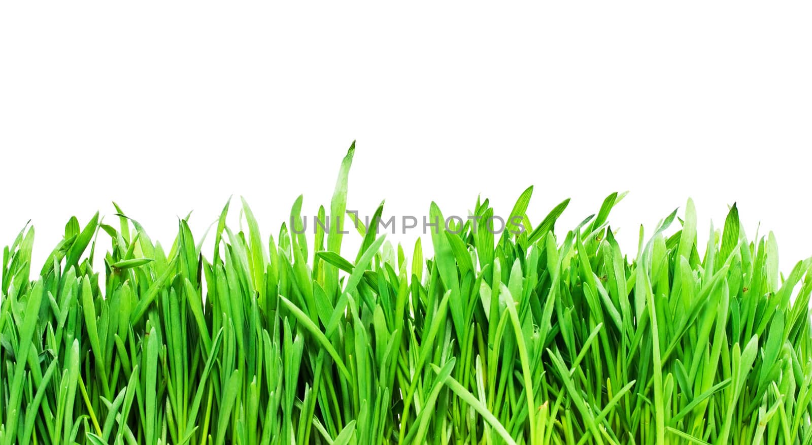 Fresh green grass on white background