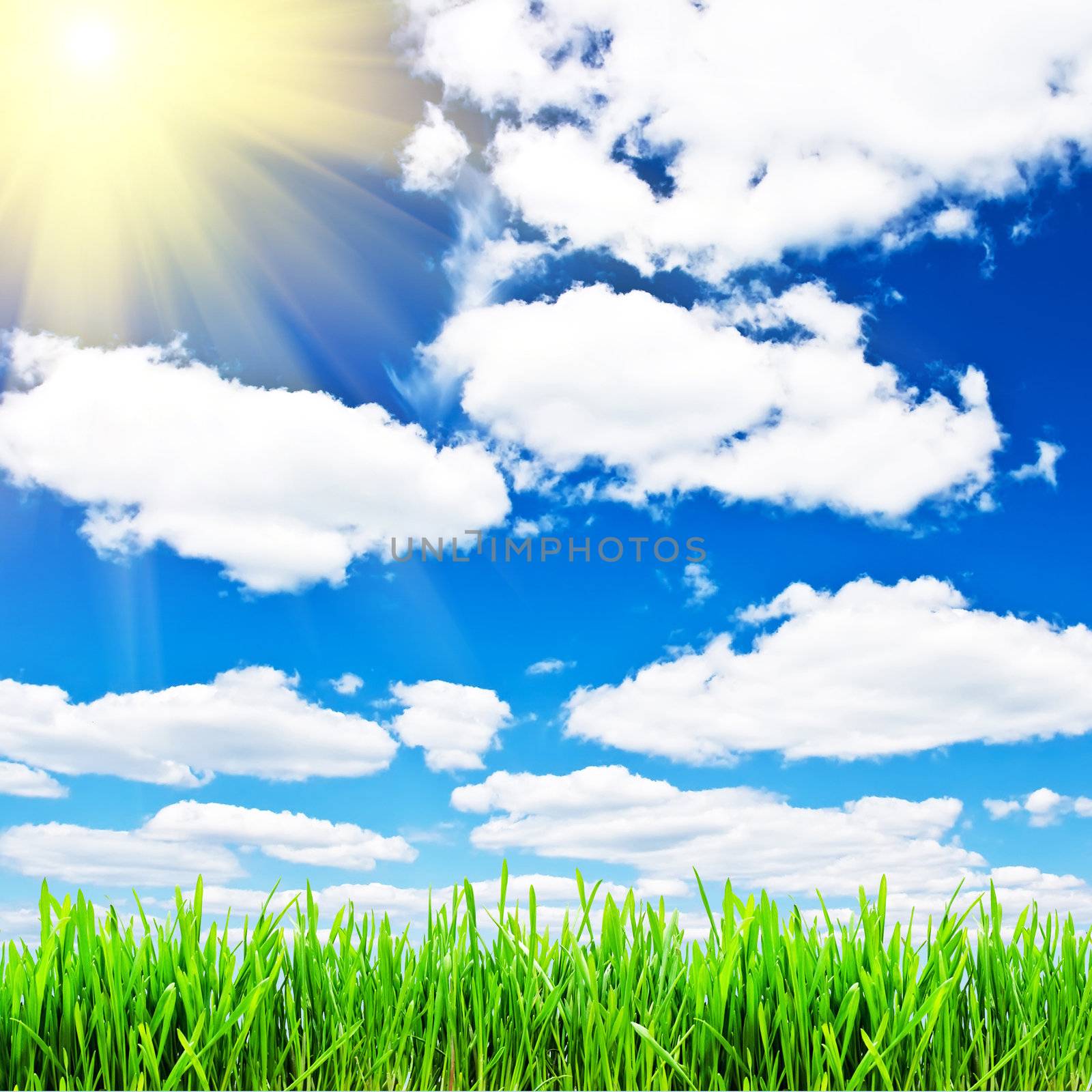 Spring grass under blue cloudy sky