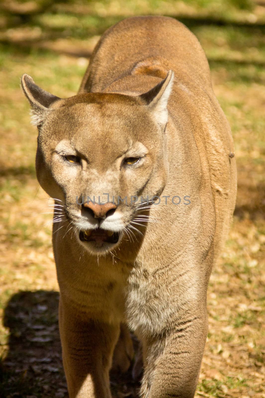 A puma, cougar or mountain lion walking around