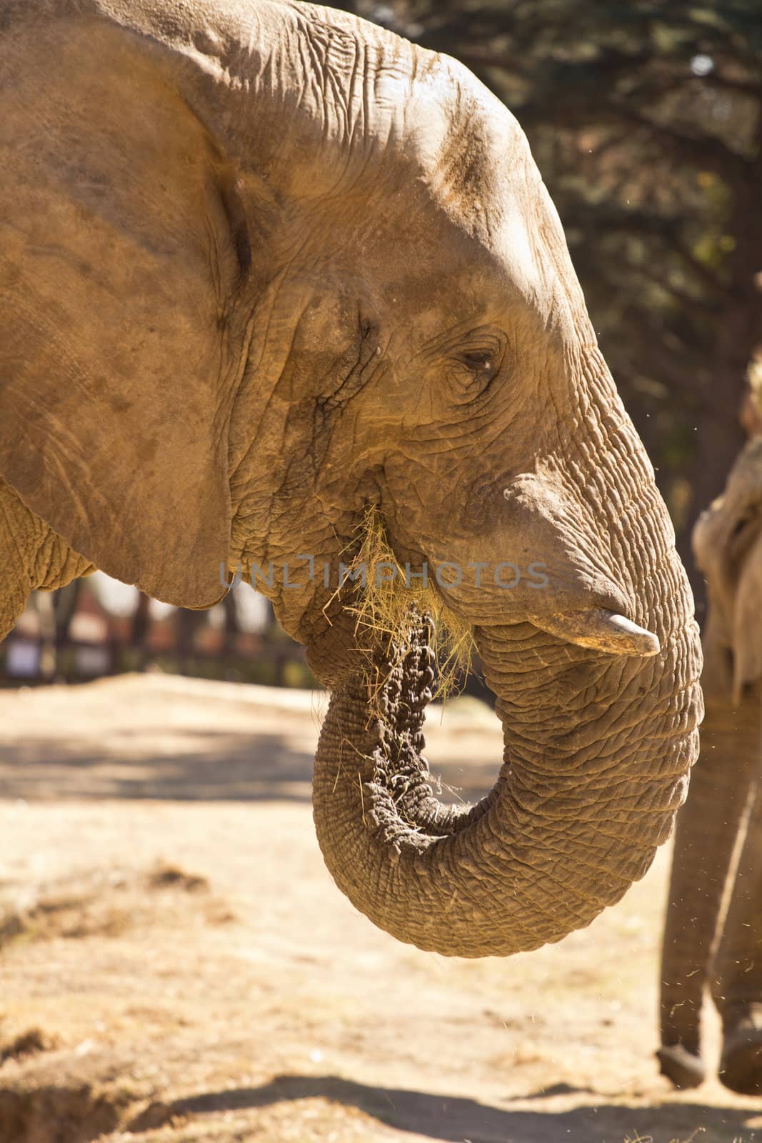 Side view of an elephant eating grass with its trunk