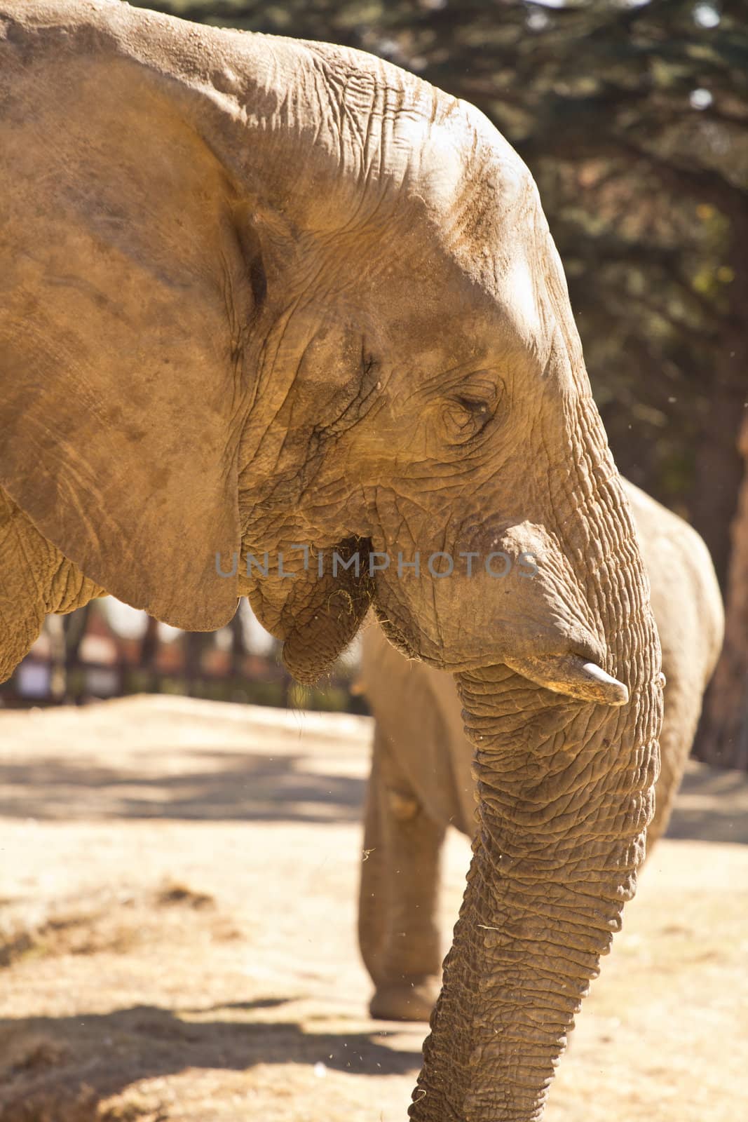 Side view of an African elephant with its mouth wide open