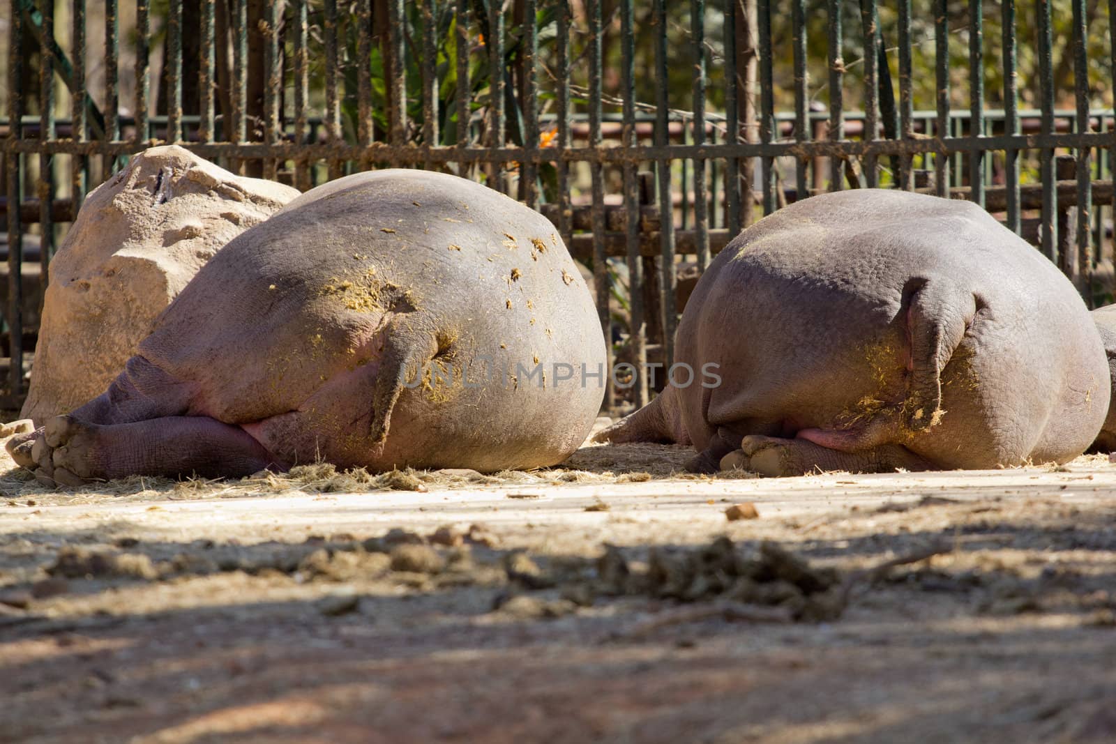 The rear view of two sleeping hippos