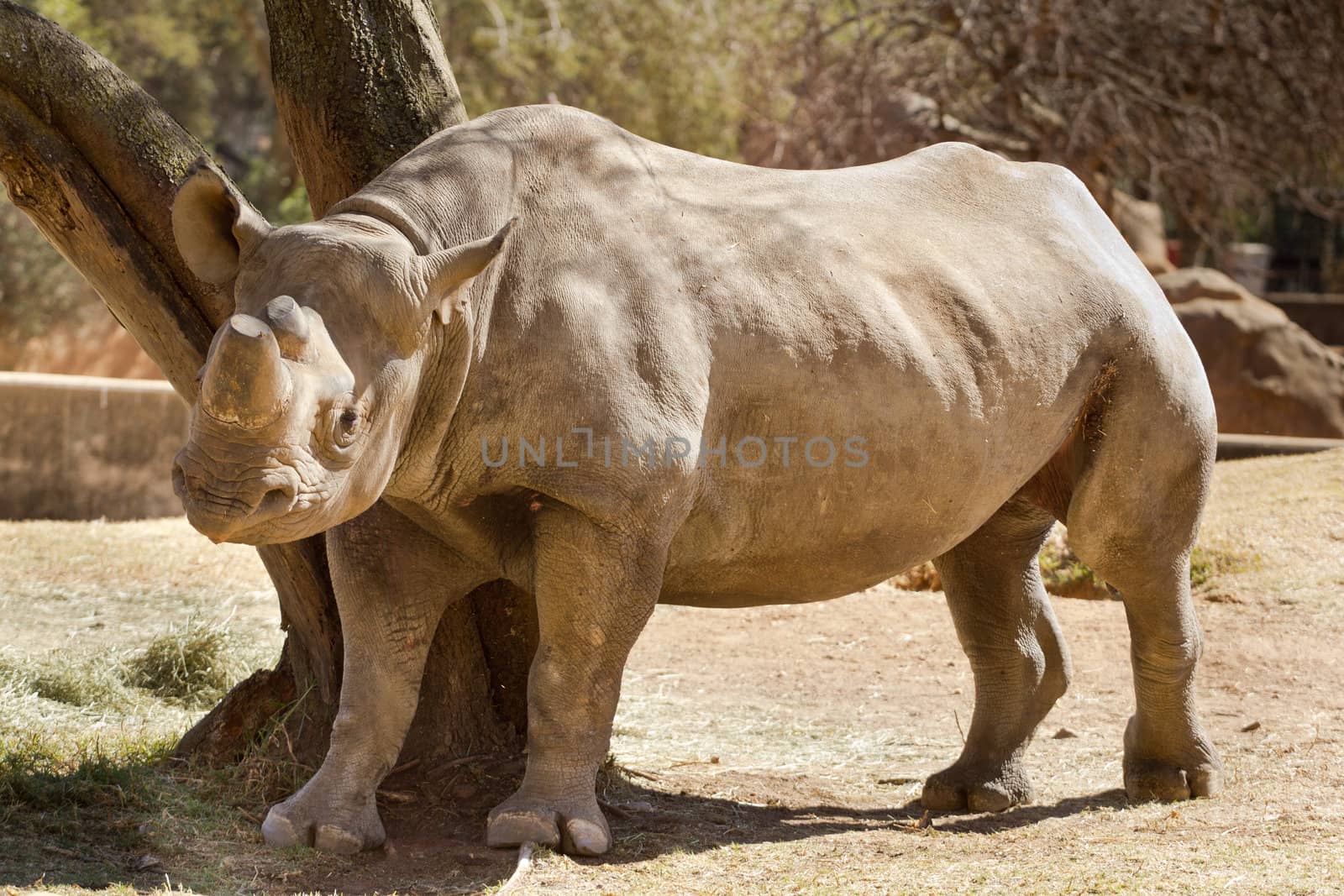 Hook-lipped Black African Rhinoceros