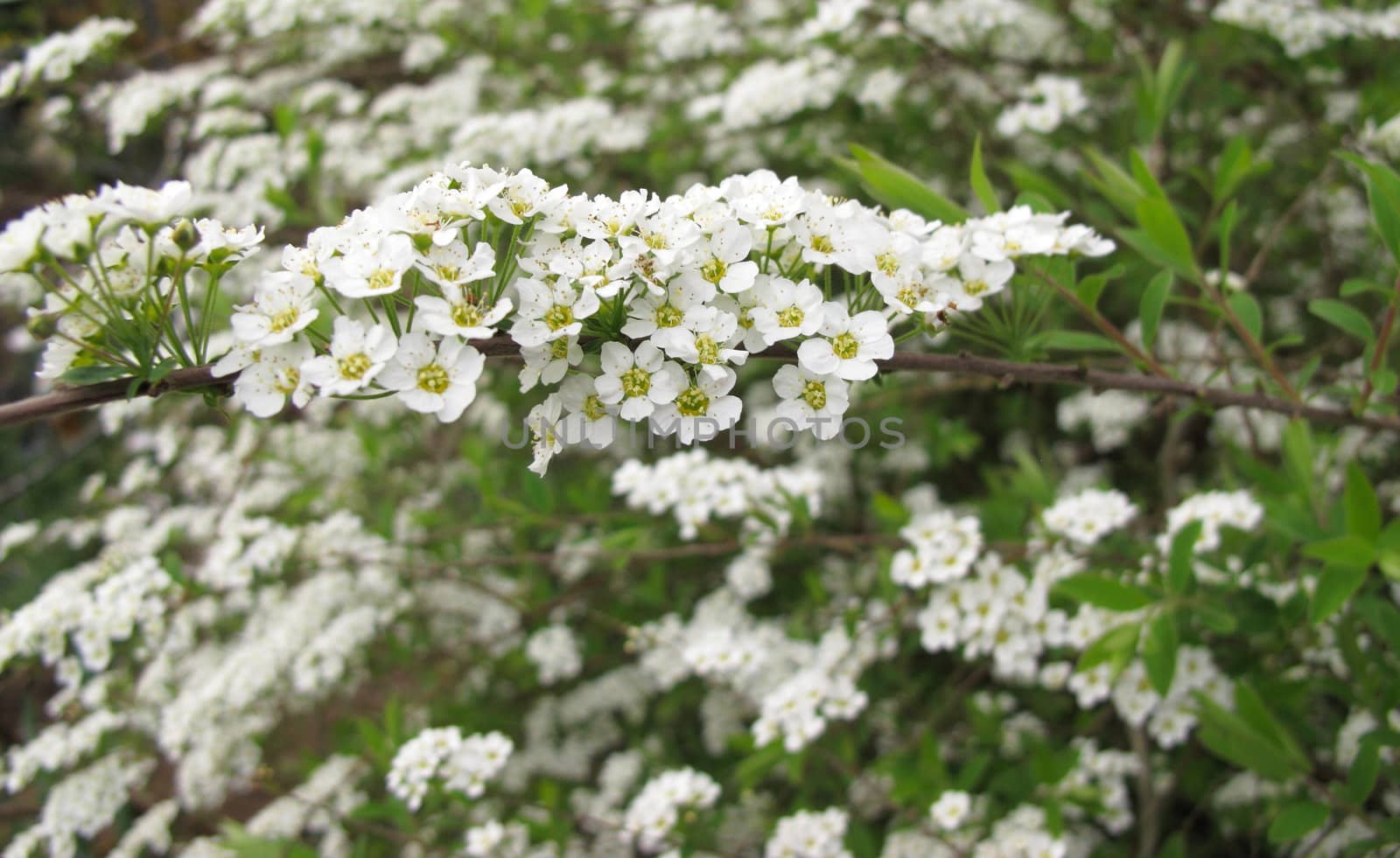 Spirea, Bridalwreath