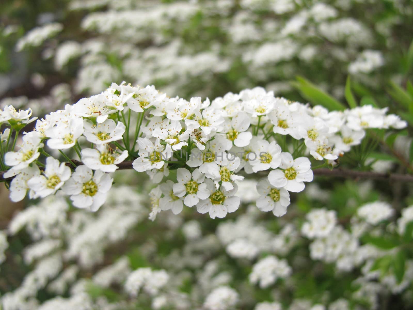 Spirea, Bridalwreath
