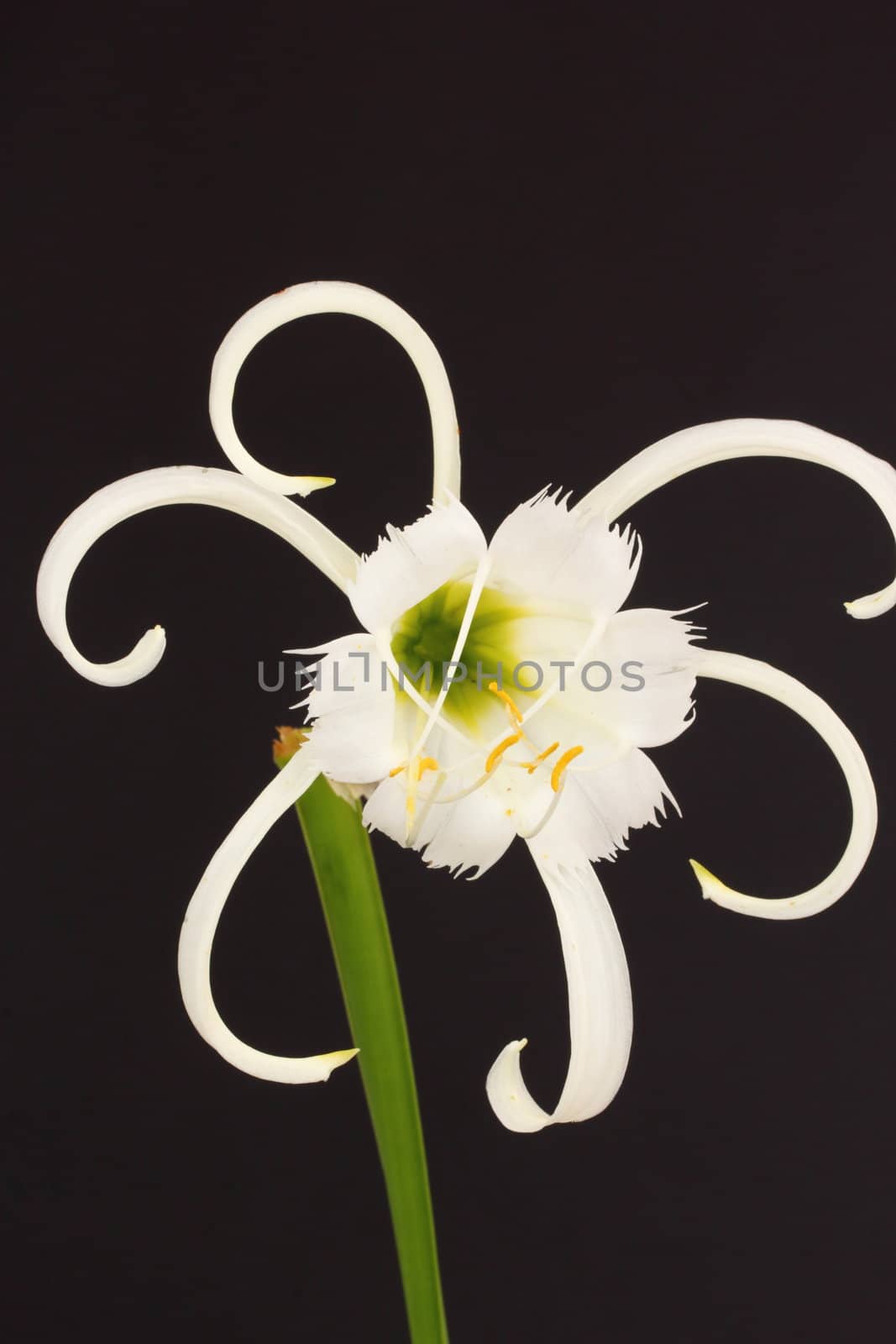Spider lily