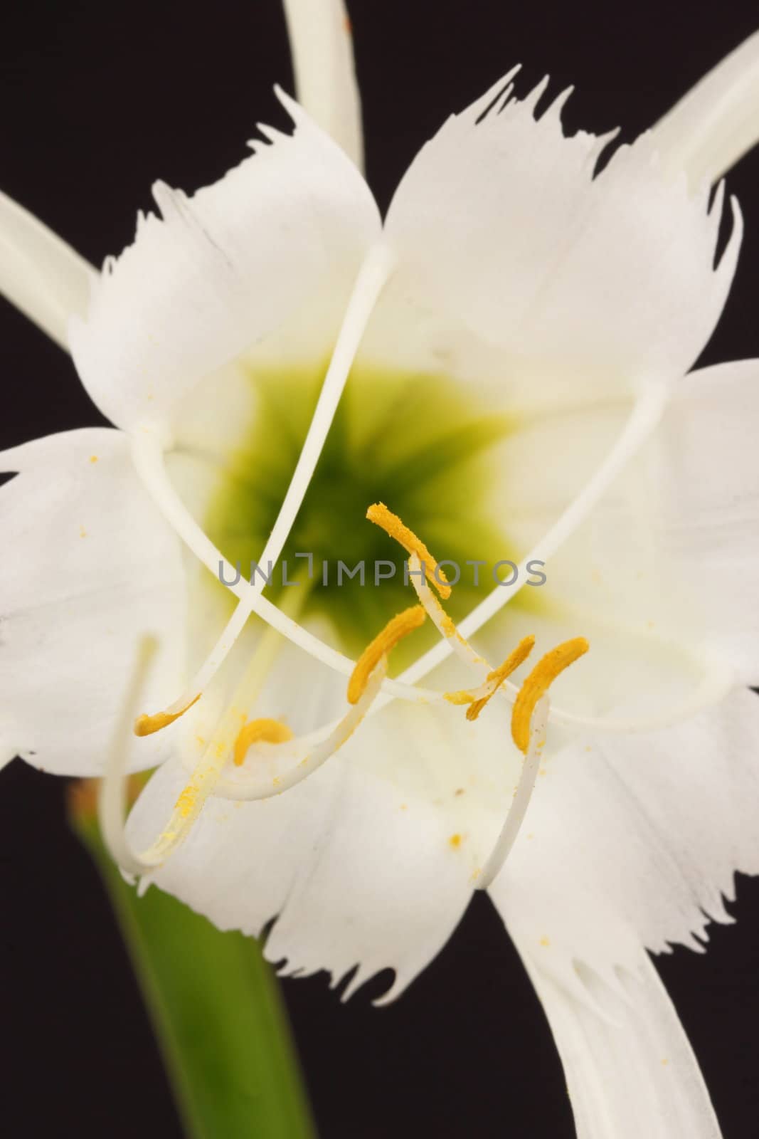 Spider lily