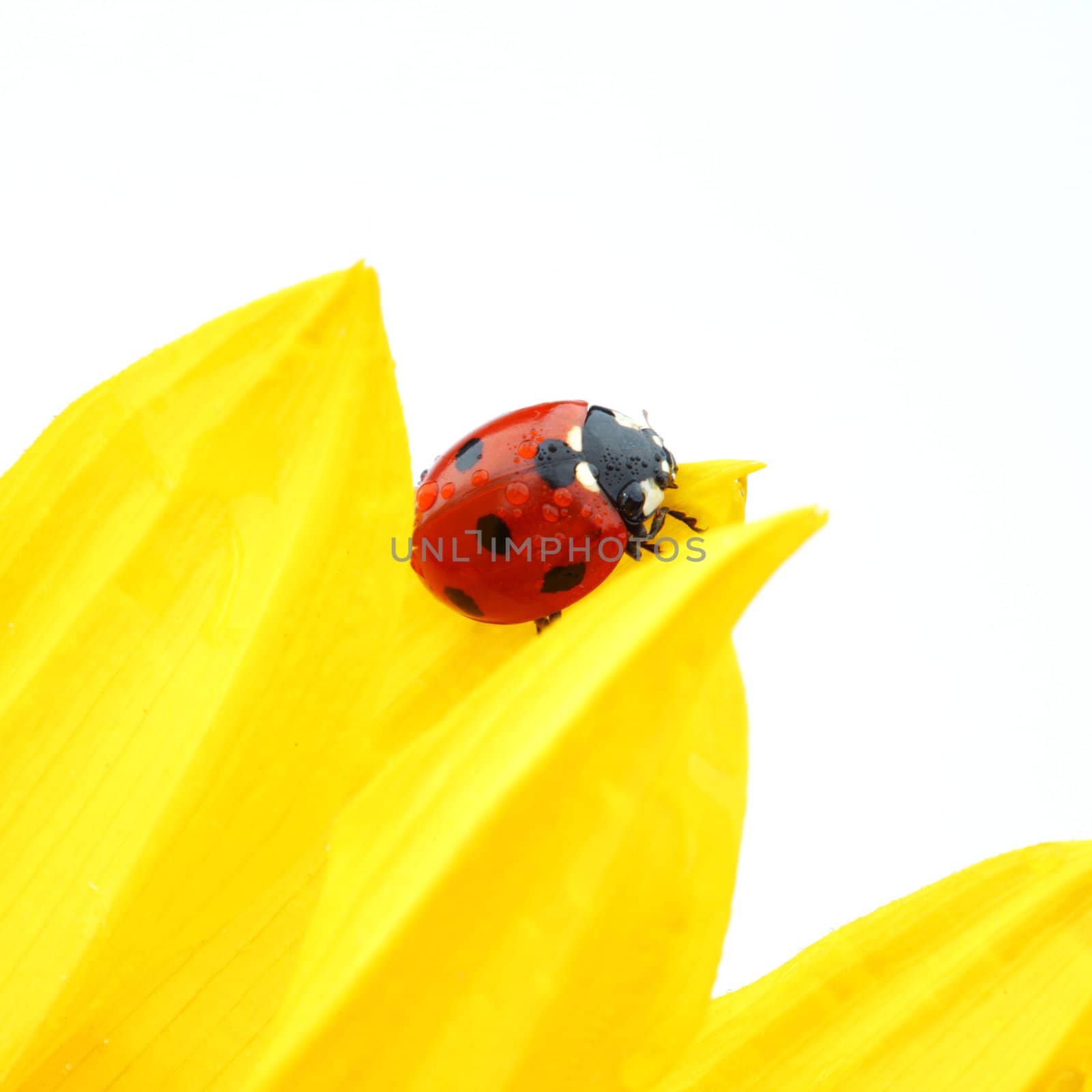 ladybug on sunflower isolated white background