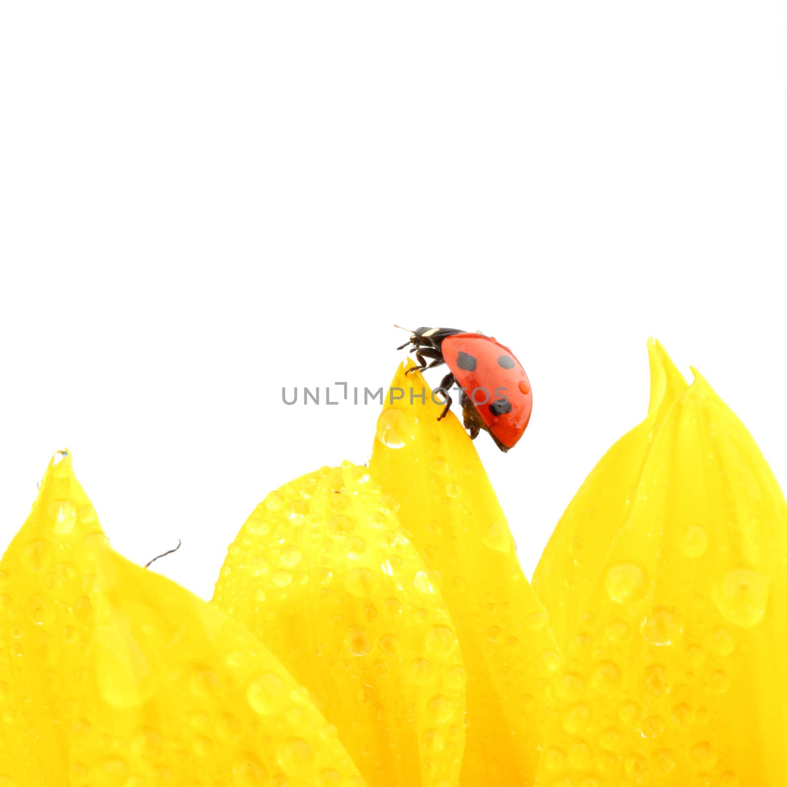 ladybug on sunflower isolated white background