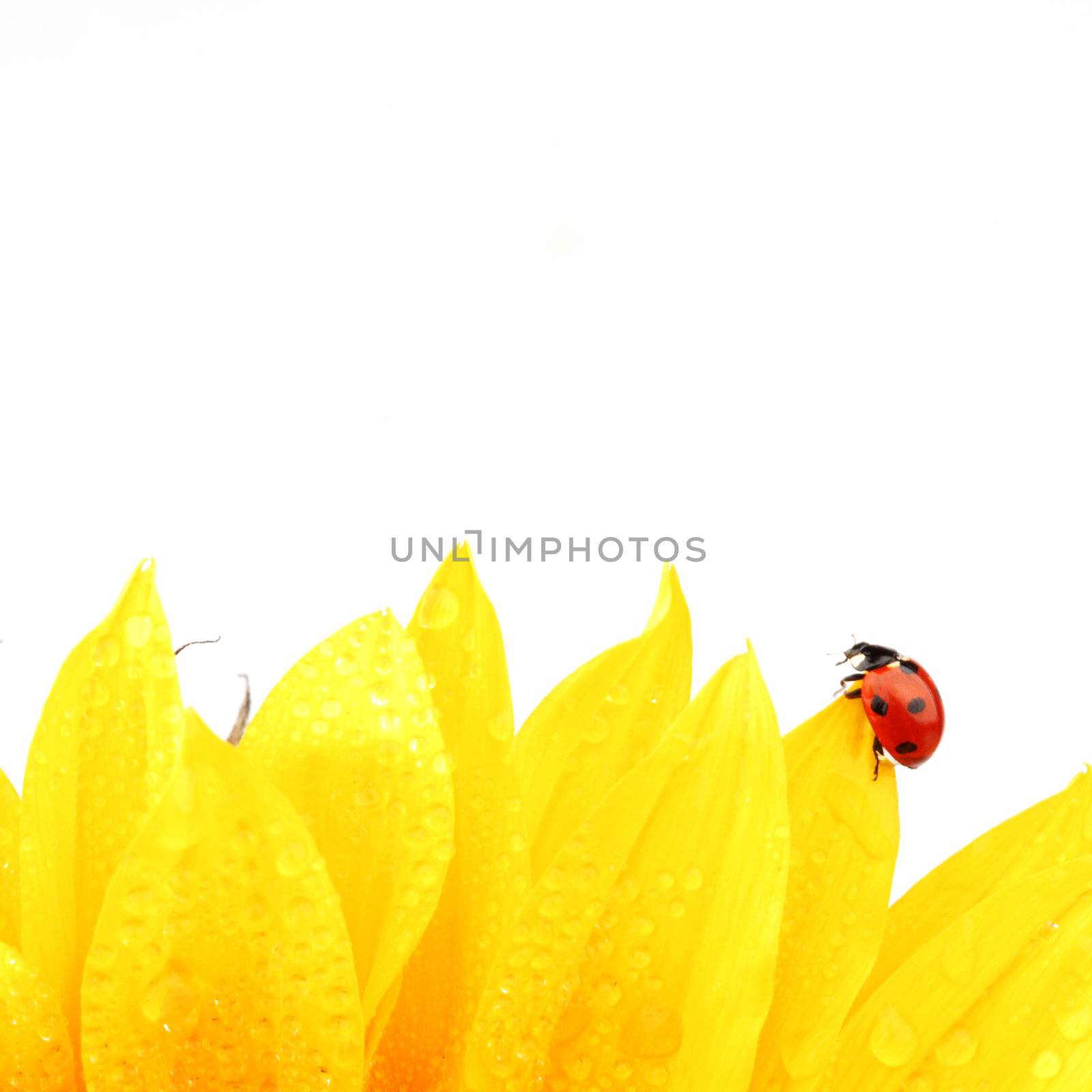 ladybug on sunflower isolated white background