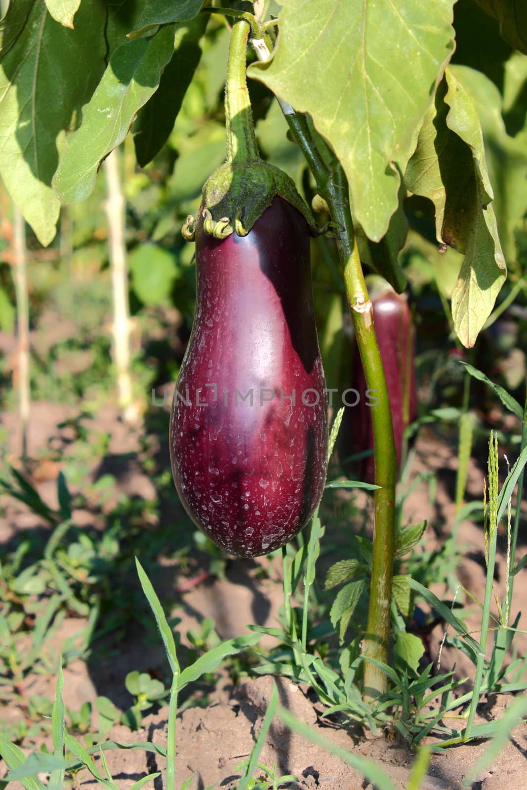 grown eggplants in the garden on a summer day