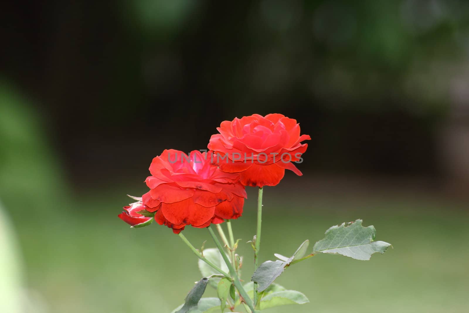 beautiful red rose in bloom 