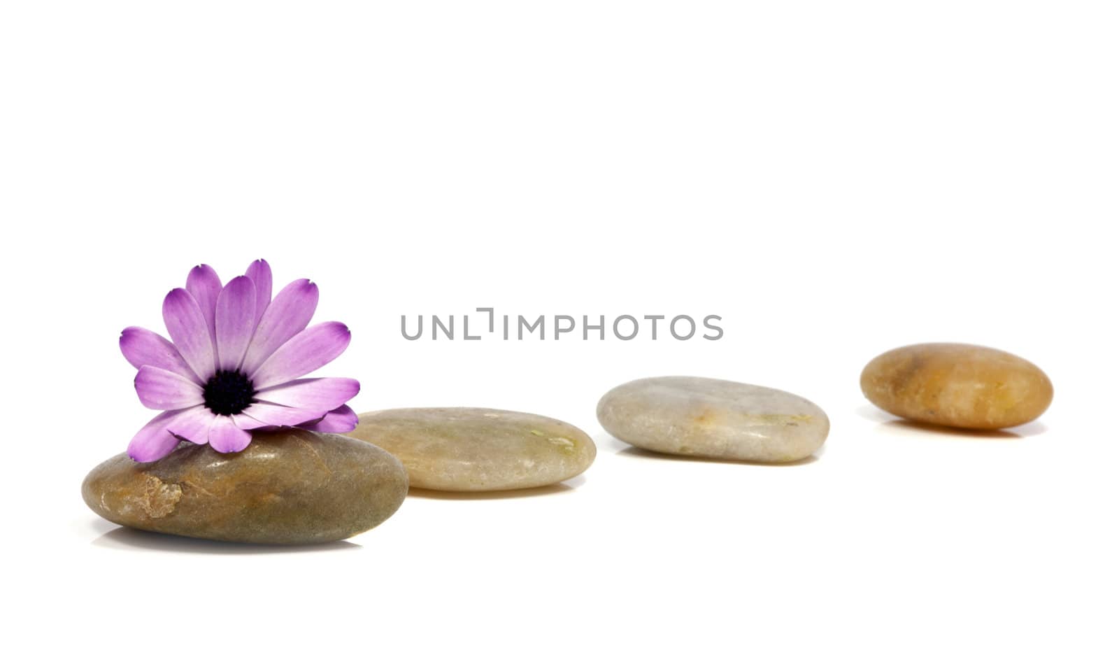 rocks with pink spanish daisy   by compuinfoto