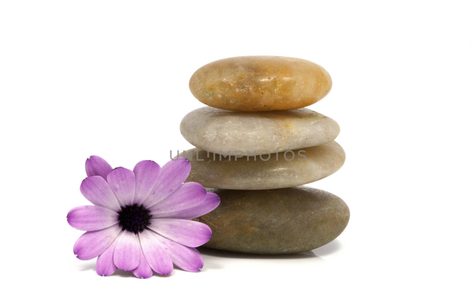 rocks with spanish daisy flower by compuinfoto