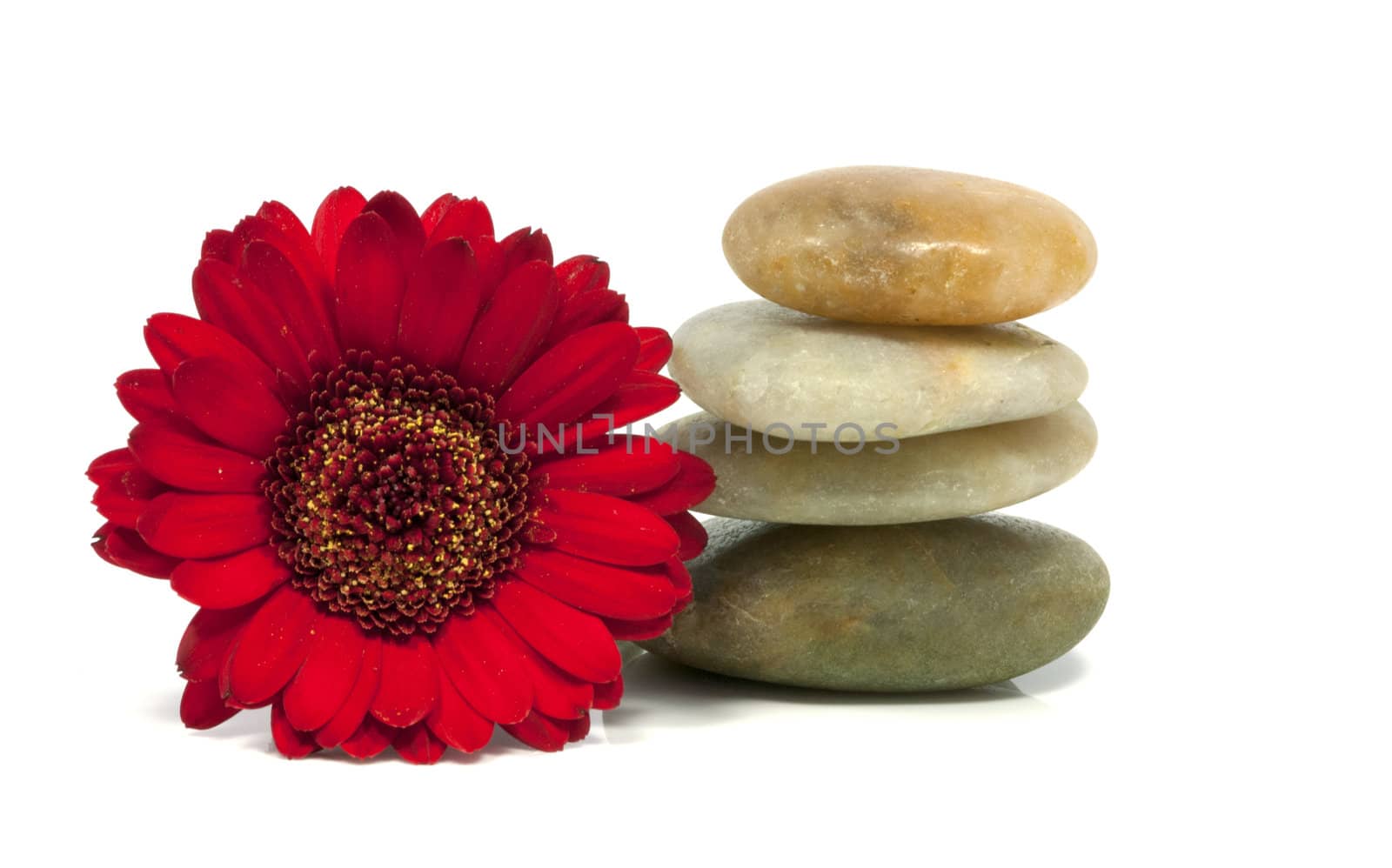 rocks with red flower isolated on white