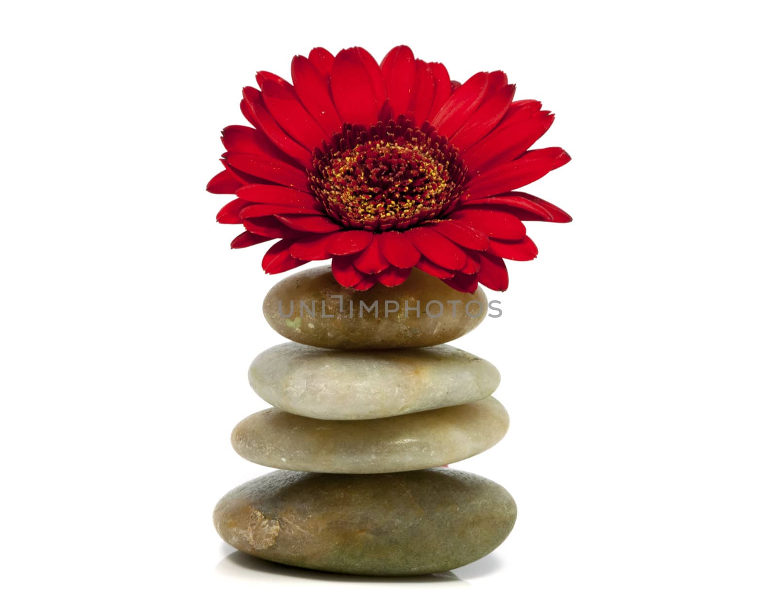 rocks with red flower isolated on white