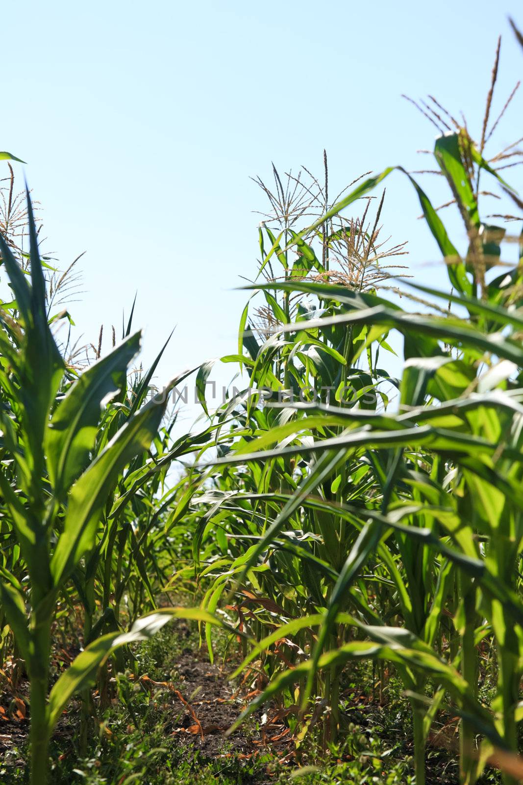 Cornfield by fogen