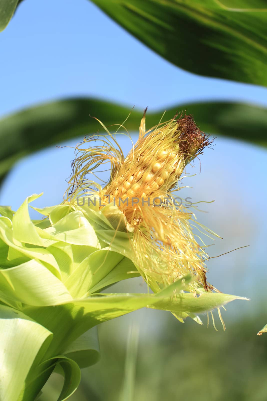 Ear of corn closeup in the sky