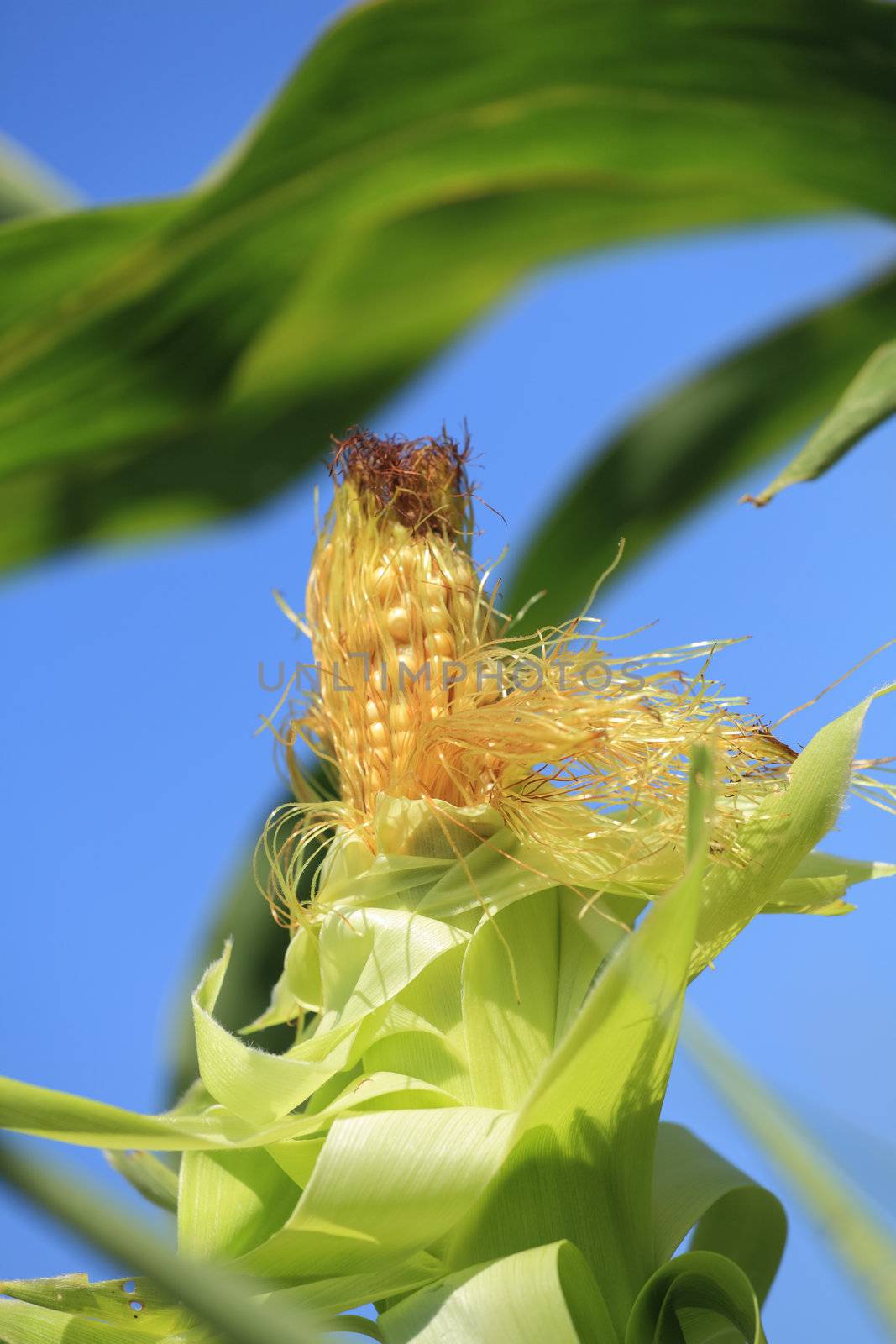 Corn on the cob in the sky