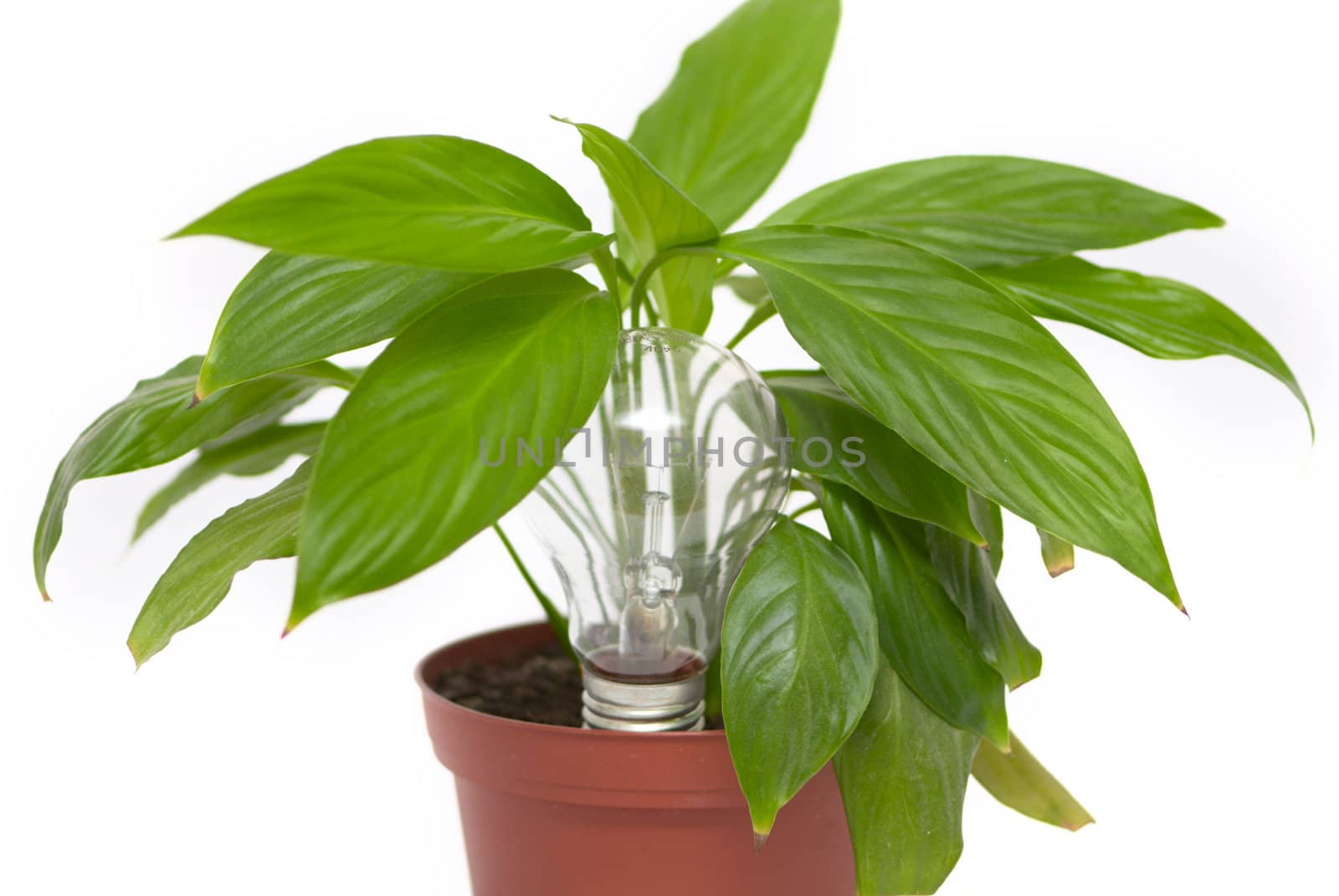 A bulb is in a flowerpot on the white background