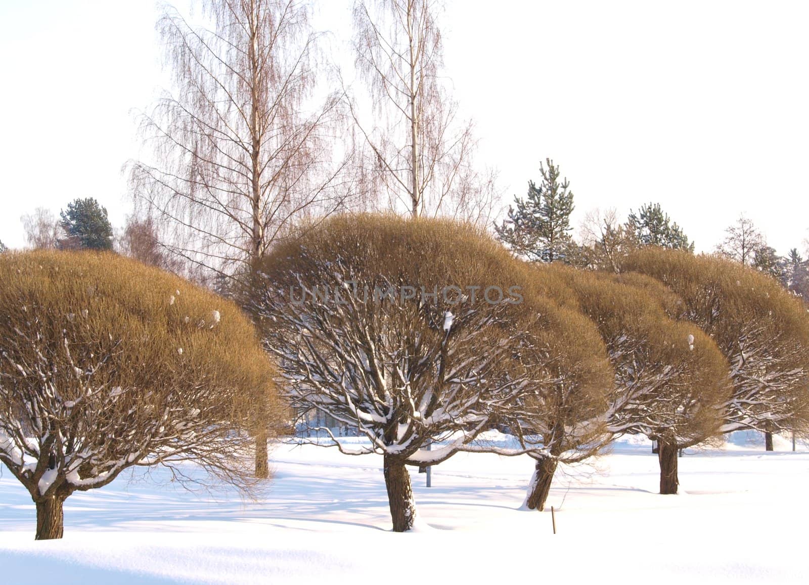 Trees in park at winter, fresh snow cower