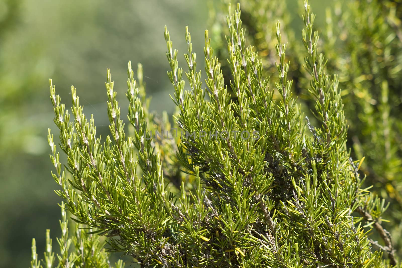 Rosemary ( Rosmarinus Officinalis) 