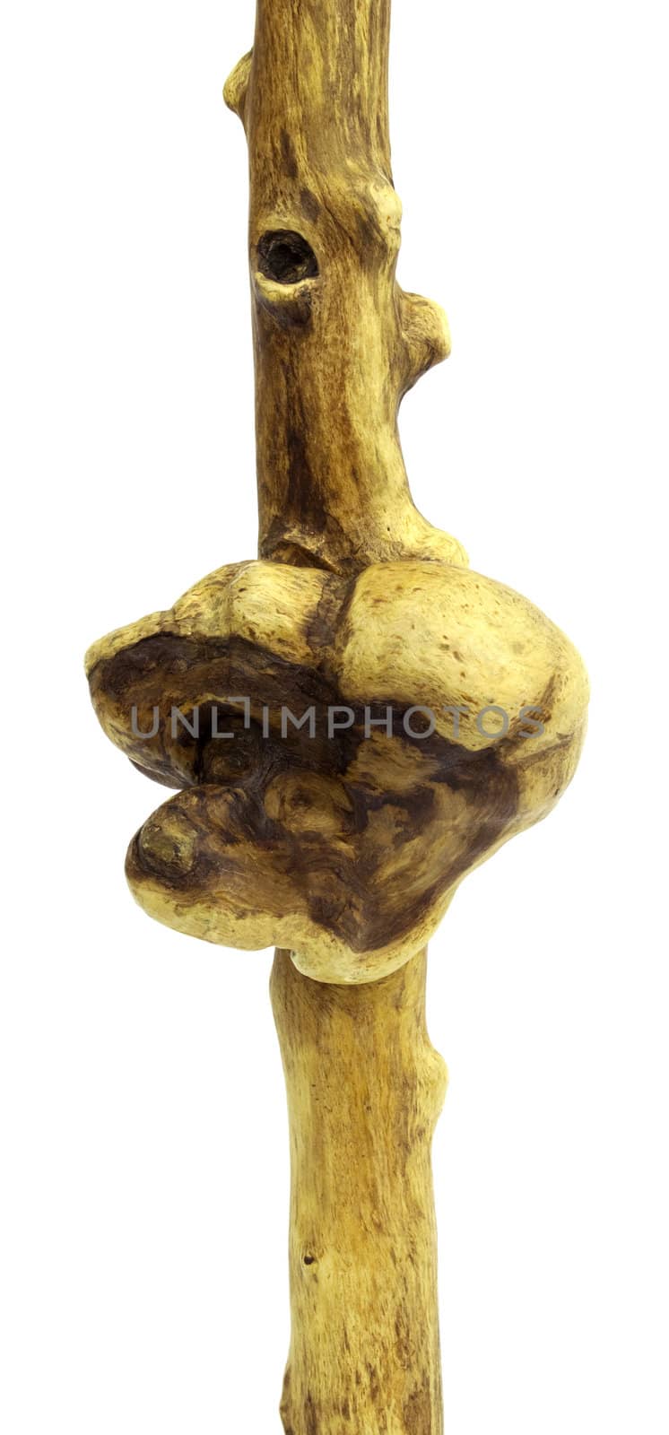 Outgrowth on tree trunk on  white background