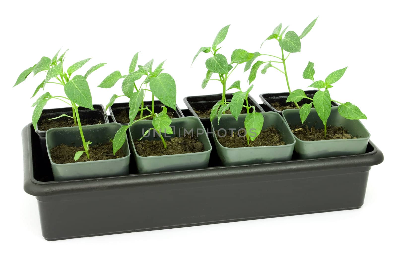 Seedlings of pepper on a white background