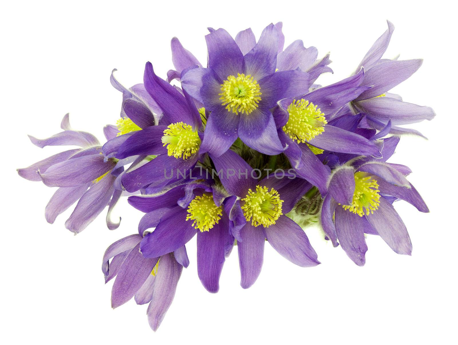 Bouquet from snowdrops isolated on white background
