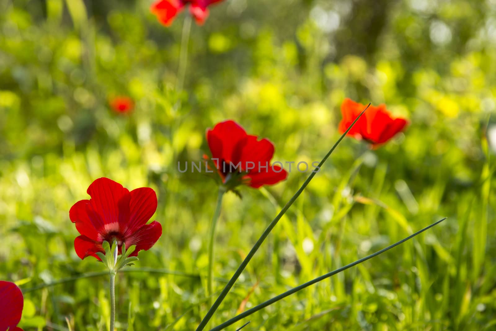 Blooming in the wild nature flowers Crown Anemones ( Anemone Coronaria, Calanit)