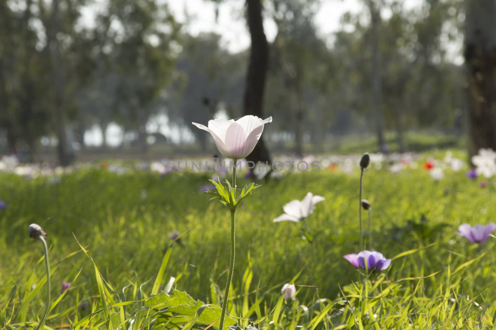 Blooming in the wild nature flowers Crown Anemones ( Anemone Coronaria, Calanit)