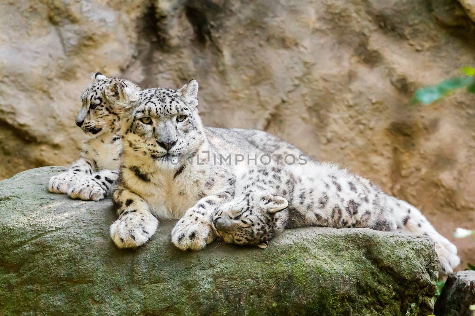 lying family of Snow Leopard Irbis (Panthera uncia)