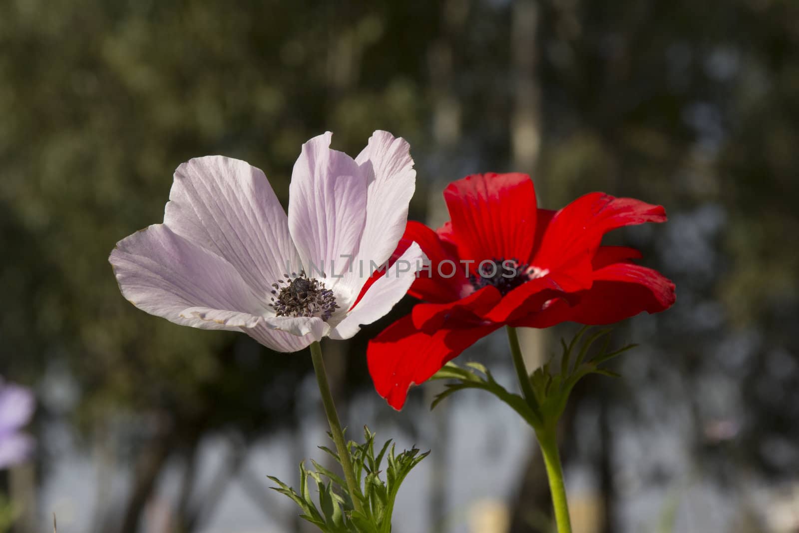 Blooming in the wild nature flowers Crown Anemones ( Anemone Coronaria, Calanit)
