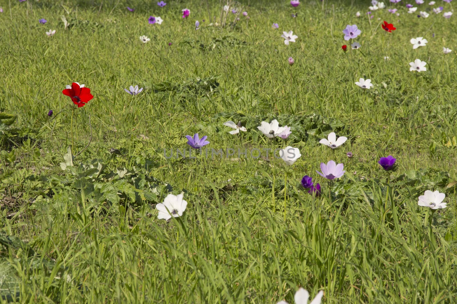 Blooming in the wild nature flowers Crown Anemones ( Anemone Coronaria, Calanit)