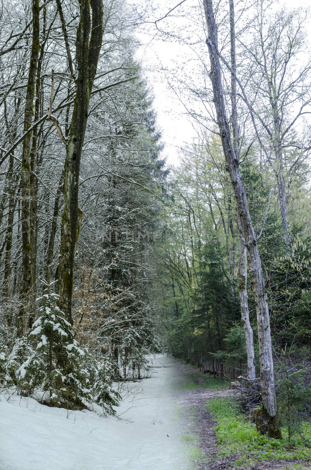 Collage of forest trail photographed in spring and winter. 