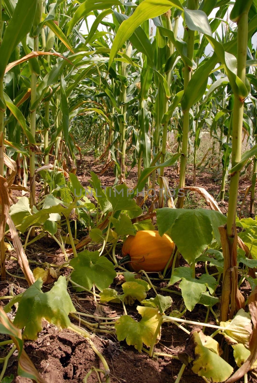 Growing pumpkin in corn by simply