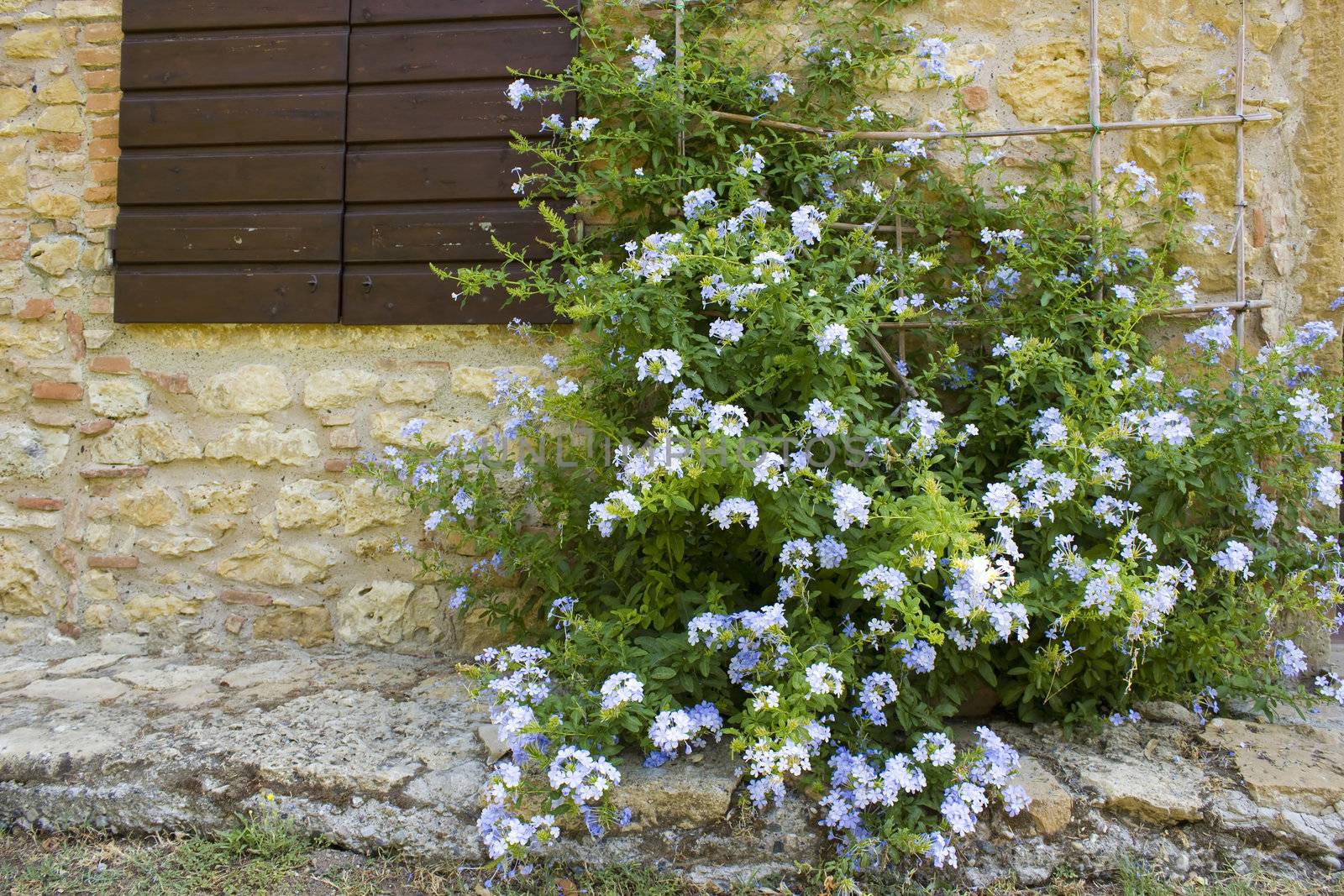 old tuscan wall with window and flowers