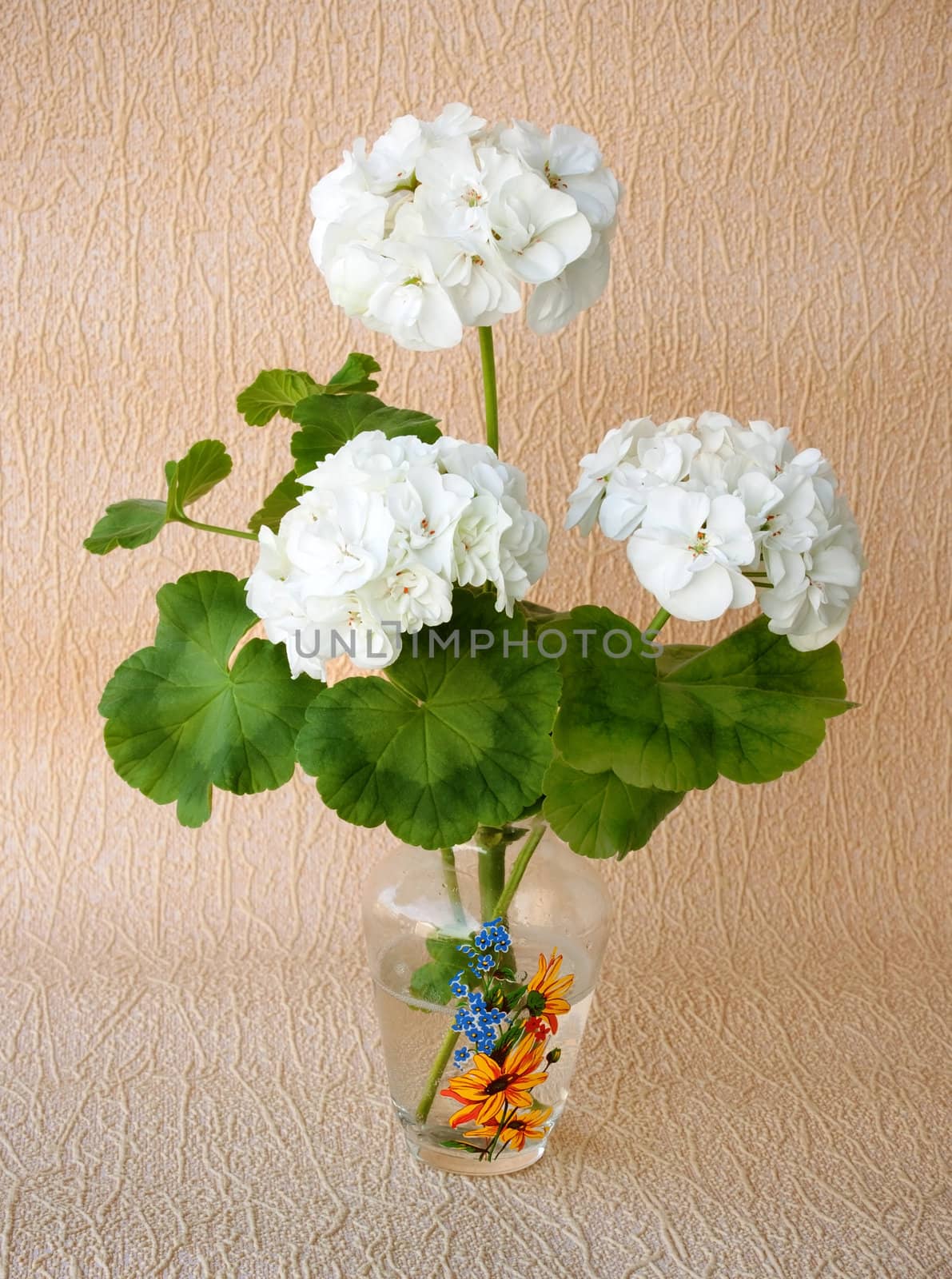 Pelargonium branch with three flowers in a vase