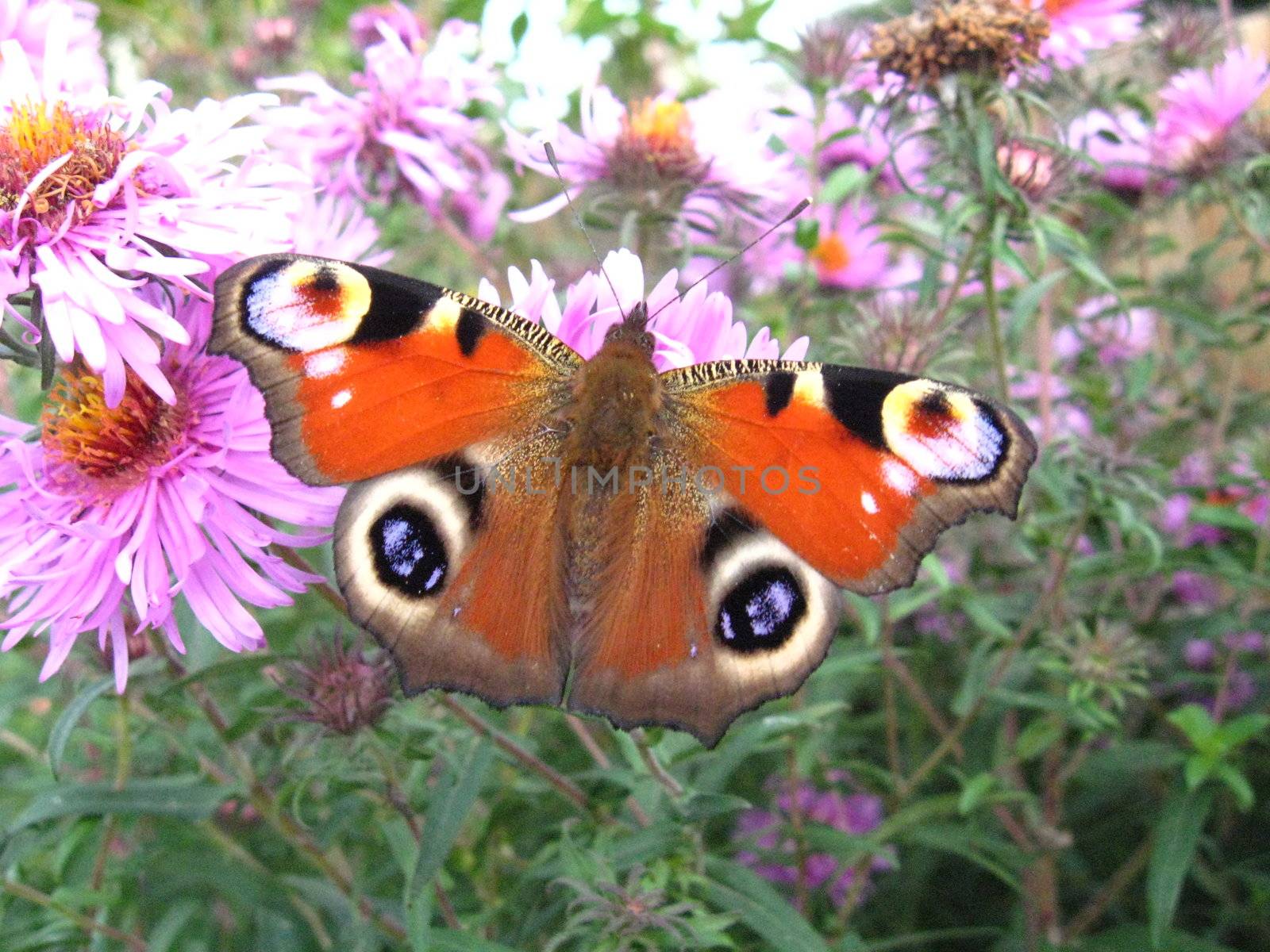 The butterfly of peacock eye sitting on the aster