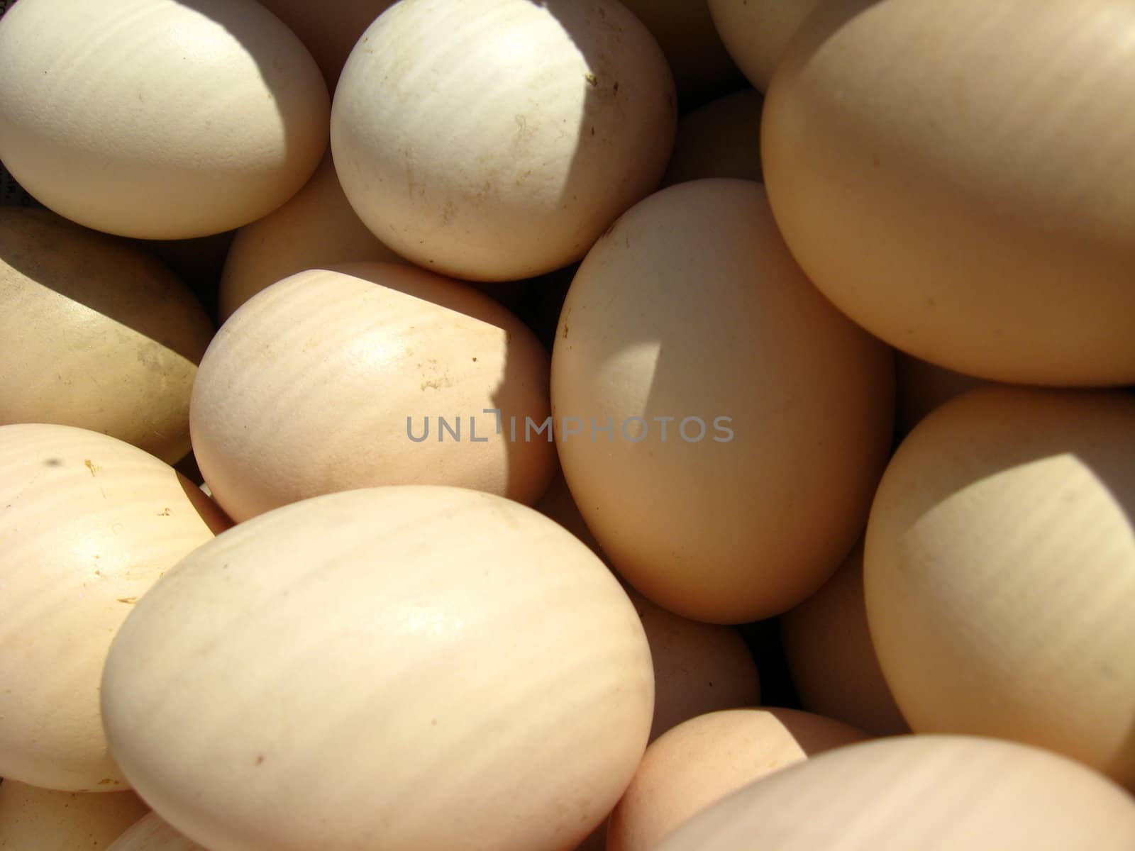 a lot of eggs of hen by alexmak