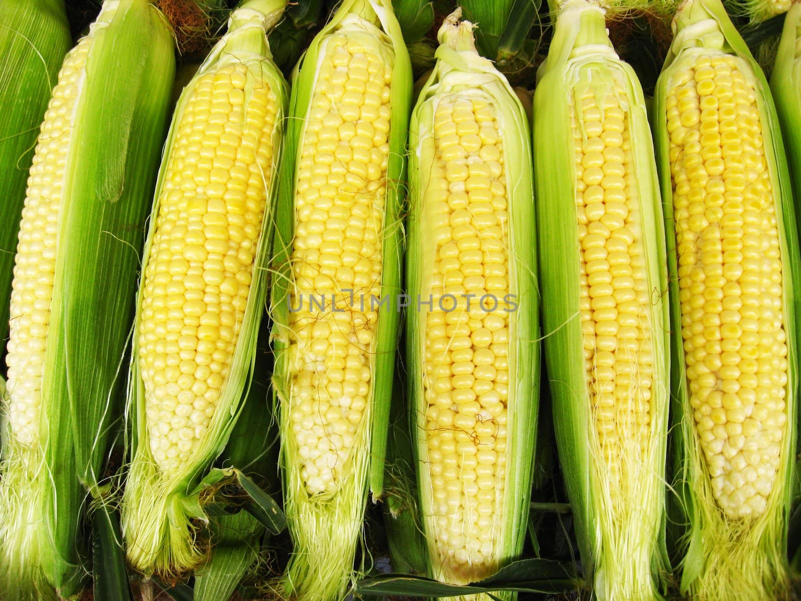 The image of harvest of ripe maize