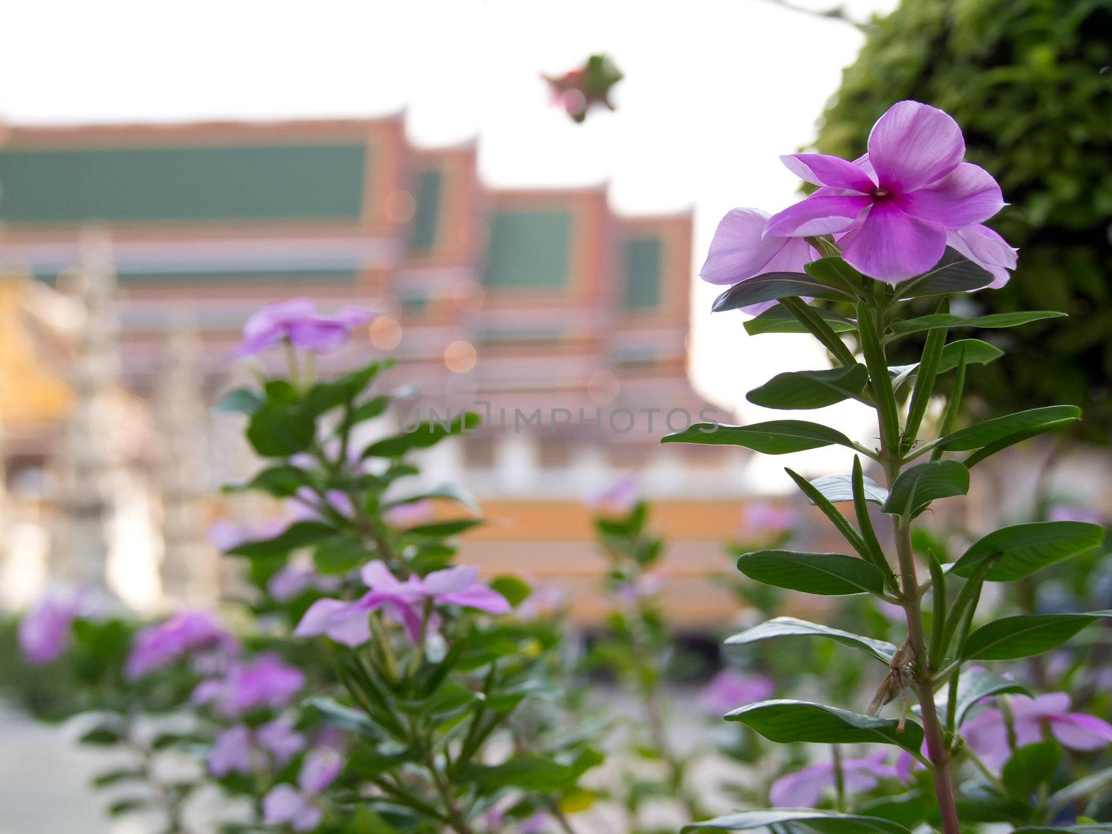 purple flowers and wat sutat temple in background.
